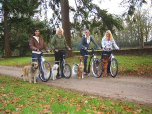 Ga steppen met uw hond en ontdek de vele voordelen van steppen